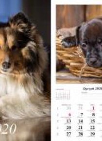 Kalendarz 2020 Psy 13 planszowy RADWAN