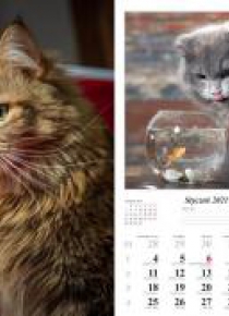 Kalendarz 2021 Koty 13 planszowy RADWAN