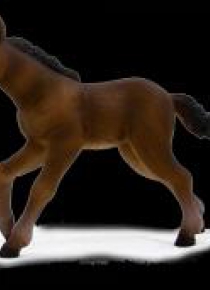 Źrebię rasy hanowerskiej ANIMAL PLANET