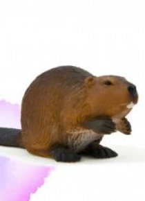 Bóbr ANIMAL PLANET