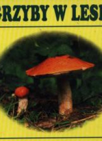 Grzyby w lesie harmonijka