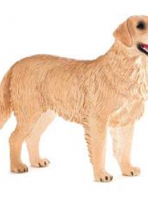 Pies rasy Golden Retriver ANIMAL PLANET