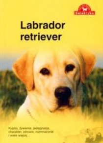 Pies na medal. Labrador Retriever