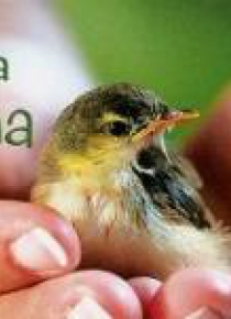 Imiona - Dla Jana