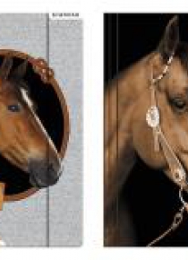 Teczka z gumką A4 Horses