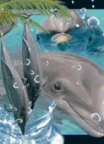 Magnes 3D Delfin