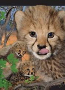 Magnes 3D Gepard