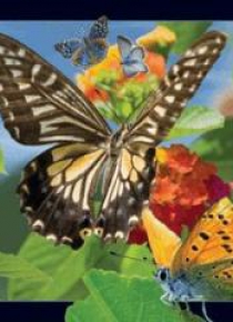 Magnes 3D Motyl
