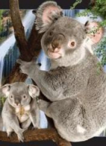 Magnes 3D Koala