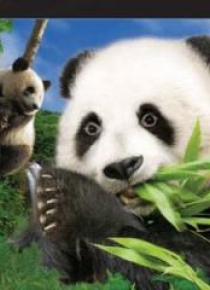 Magnes 3D Panda