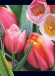 Magnes 3D Tulipan