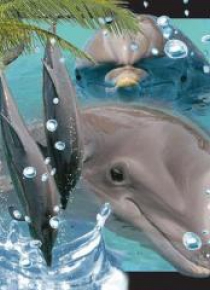 Pocztówka 3D Delfin