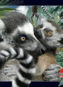 Pocztówka 3D Lemur