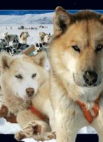 Magnes 3D Husky