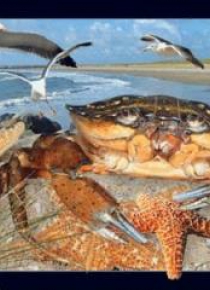 Magnes 3D Krab