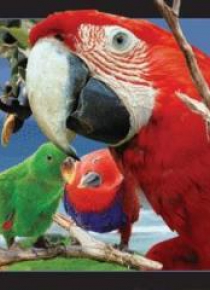 Magnes 3D Papuga
