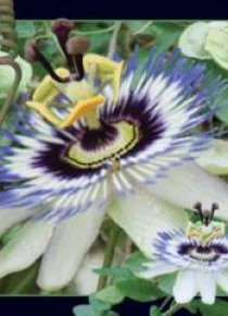 Magnes 3D Passiflora