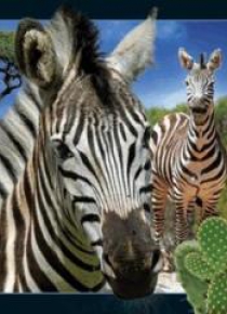 Magnes 3D Zebra