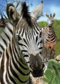 Mini kartka 3D Zebra