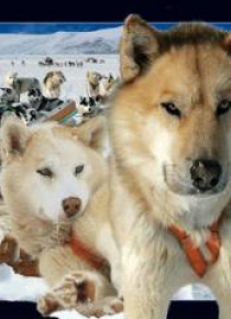 Pocztówka 3D Husky