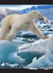 Pocztówka 3D Niedźwiedź polarny w skoku