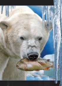 Pocztówka 3D Niedźwiedź polarny z rybą