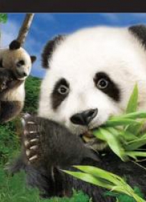 Pocztówka 3D Panda