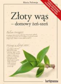 Złoty wąs - domowy żeń-szeń