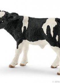 Cielę rasy Holstein
