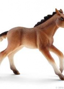 Źrebie Mustang