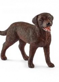 Labrador Retrieve suczka