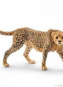 Gepard samica