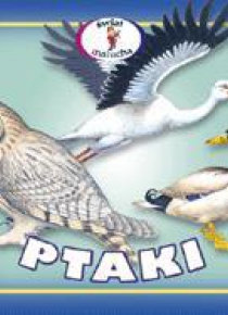 Harmonijka - ptaki