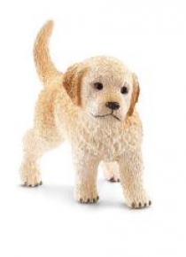 Szczenię Golden Retriever