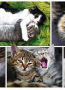 Puzzle 1500 Kocie sprawy Kolaż TREFL