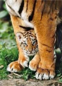Puzzle 500 Bengal Tiger Cub
