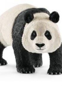 Panda Wielka samiec