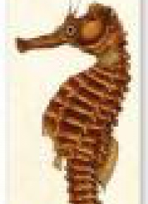 Zakładka do książki A Seahorse
