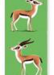Zakładka do książki Gazelle