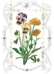 Karnet 12x18 B-BD 502 066 + koperta Bratki