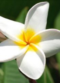 Karnet 16x16 B2W 202 001 + koperta Plumeria