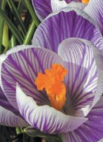 Karnet 16x16 B2W 202 005 + koperta Krokus