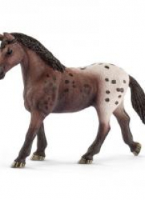 Klacz rasy Appaloosa