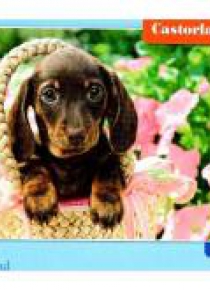 Puzzle 260 Cute Dachshund CASTOR