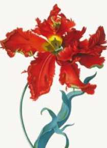 Karnet 17x14cm z kopertą Parrot Tulip