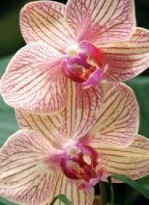 Mini kartka 3D Orchidea
