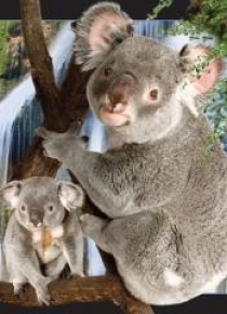 Pocztówka 3D Koala