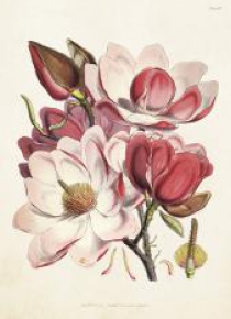 Karnet ST267 B6 + koperta Magnolia różowa