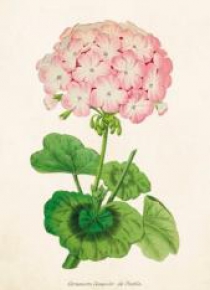 Karnet ST291 B6 + koperta Pelargonia