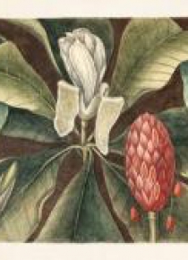 Karnet ST298 B6 + koperta Magnolia